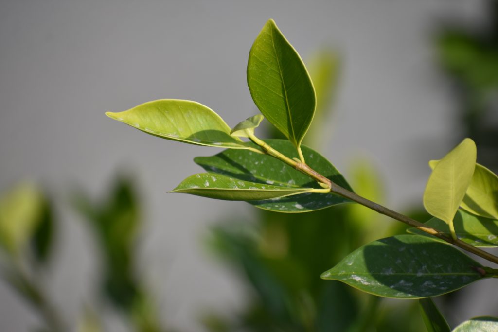 Huile essentielle tea tree